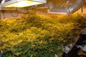 Cultivation-of-Marijuana